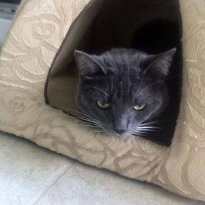 Meet your Posher, Chester